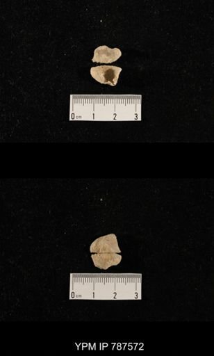 undet. Brachiopoda