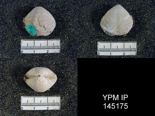 Athyris capillata
