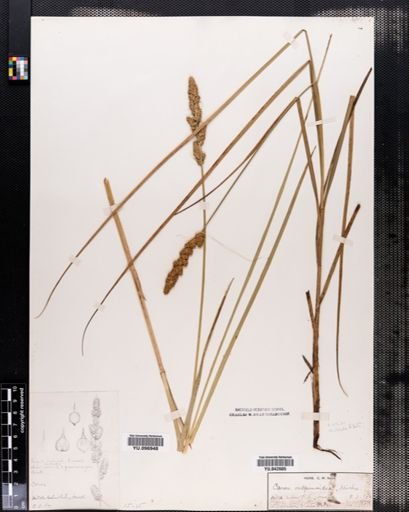 Carex vulpinoidea