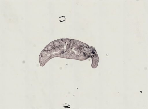 Foviella