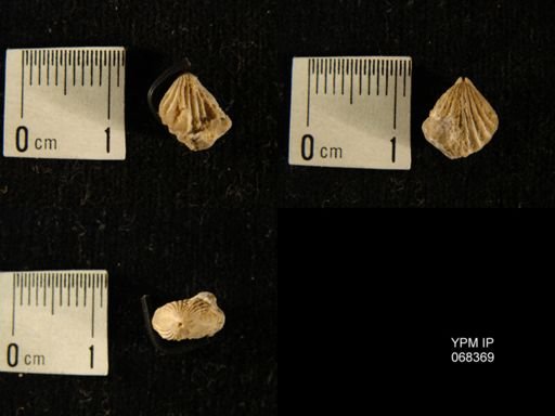 Rhynchotrema sp.
