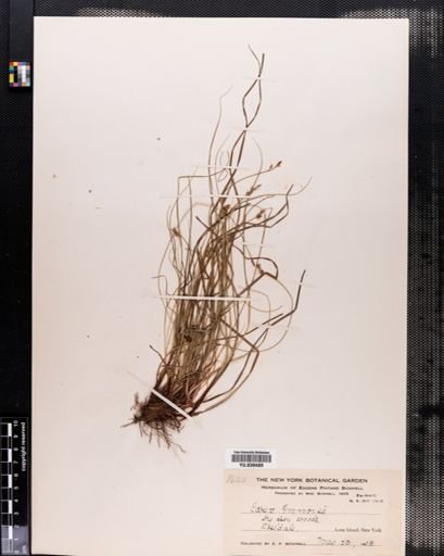 Carex emmonsii