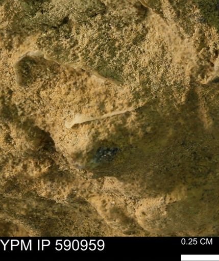 undet. Bivalvia