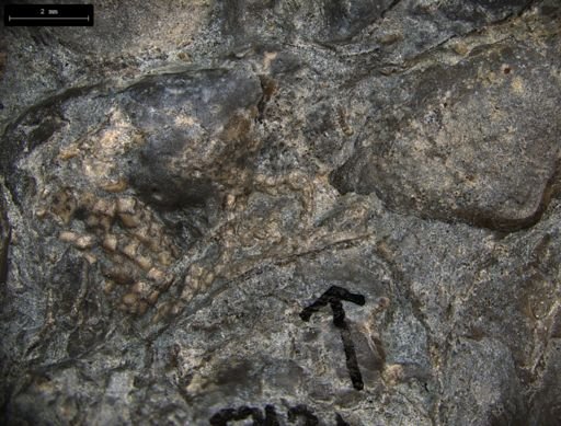 Aplocoma damesii