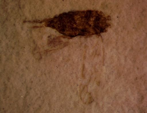 undet. Auchenorrhyncha
