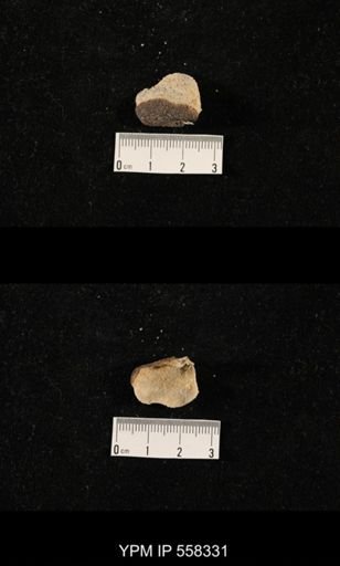 Echinosteges sp.