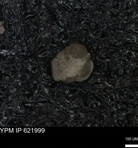 undet. Foraminiferida