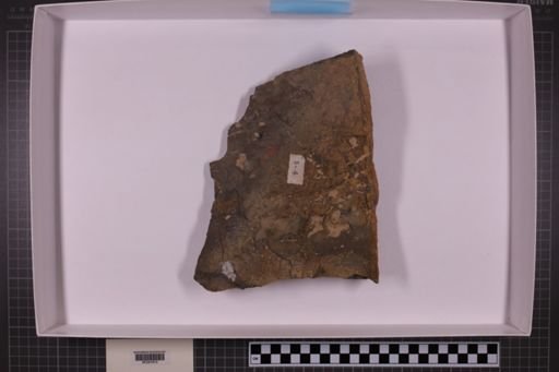 mixed taxa, stratigraphic collection