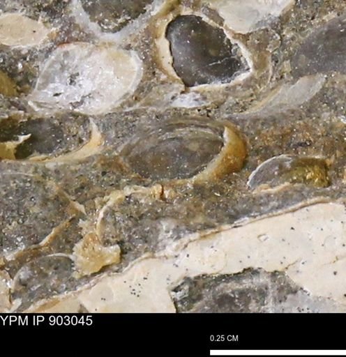 Corbulamella?