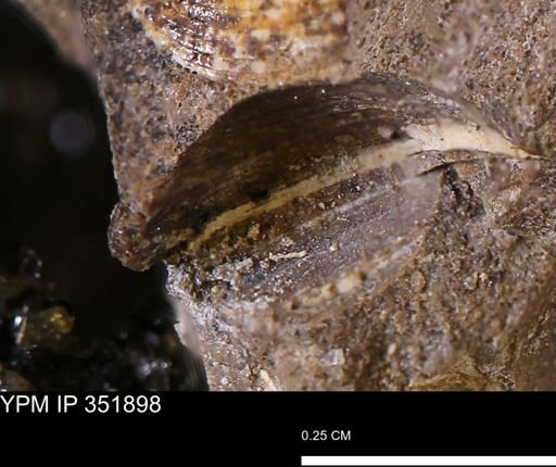 Limopsis striatopunctatus