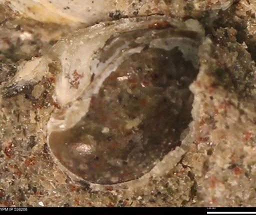 Corbulamella gregaria