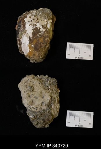 Inoceramus sp.
