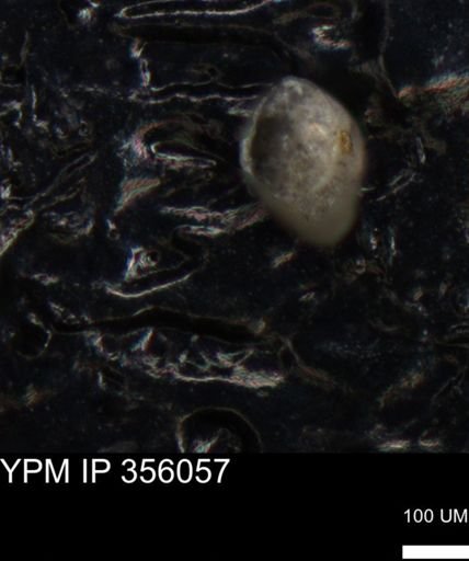 undet. Foraminiferida