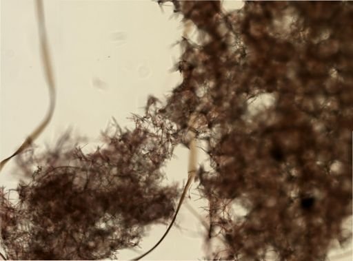 Chalinula loosanoffi