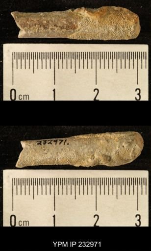 Archaeocidaris sp.