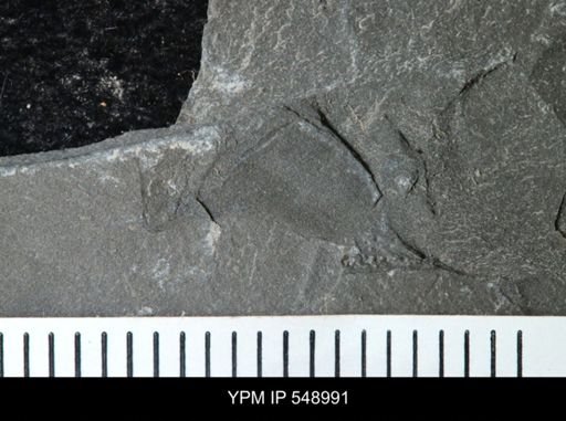 Rhinocarcinosoma?