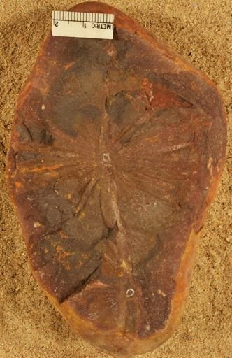 Annularia