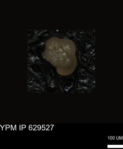 undet. Foraminiferida
