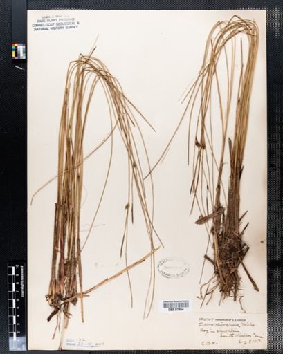 Carex oligosperma