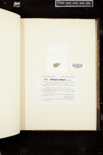 Cylindrocystis brebissonii