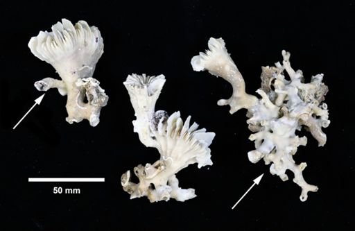 Solenosmilia