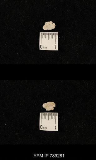 undet. Brachiopoda