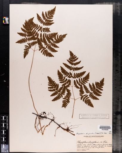 Dryopteris