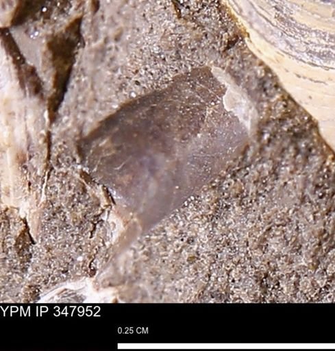 undet. Bivalvia