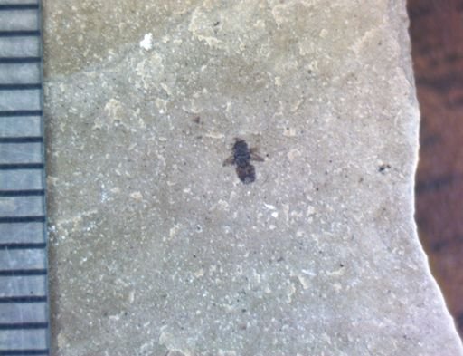 undet. Insecta