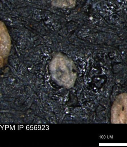 Miliammina inflata