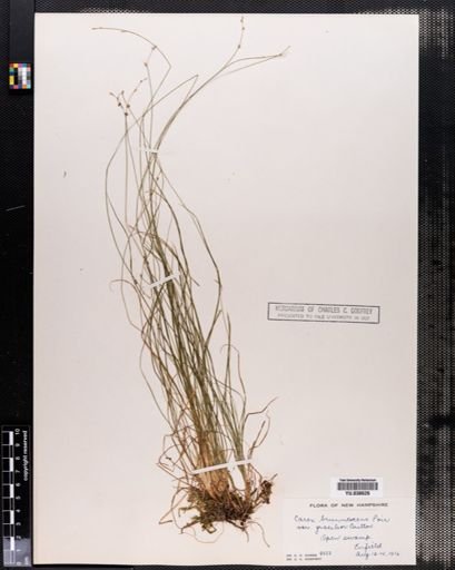 Carex brunnescens