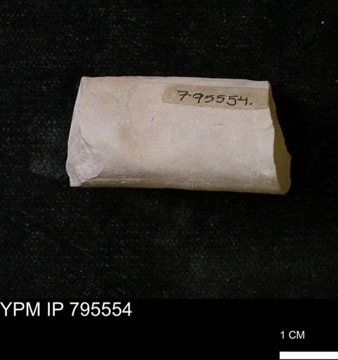 Baculites sp.
