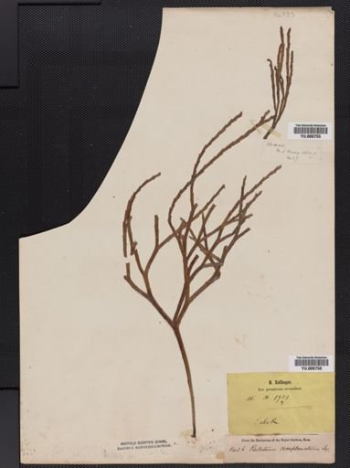 Psilotum