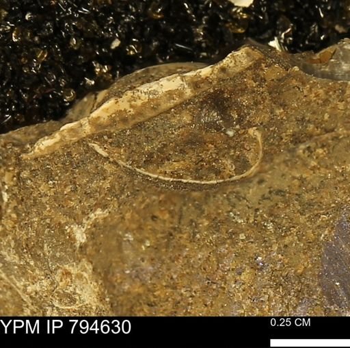 undet. Bivalvia