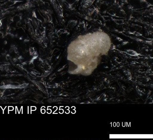 undet. Foraminiferida