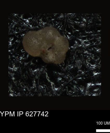 undet. Foraminiferida