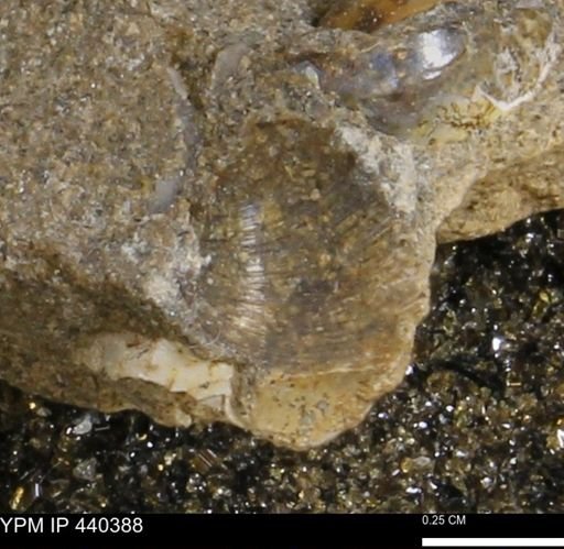 Protocardia subquadrata