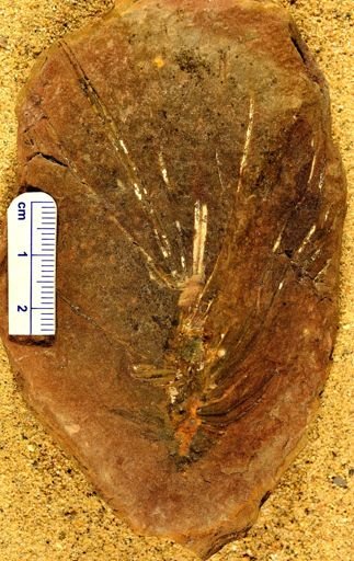 Asterophyllites