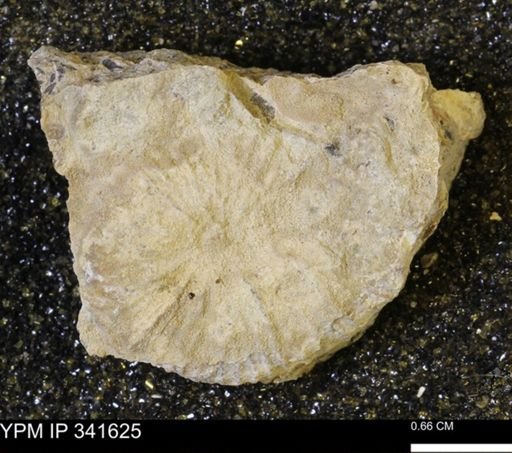 Scaphites sp.
