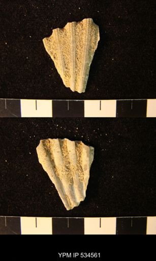 Chesapecten nefrens