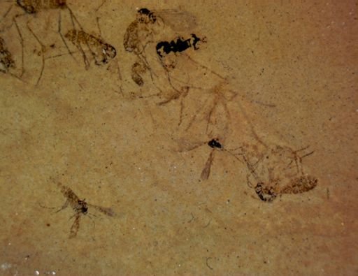 undet. Diptera