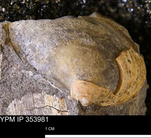 Limopsis striatopunctatus