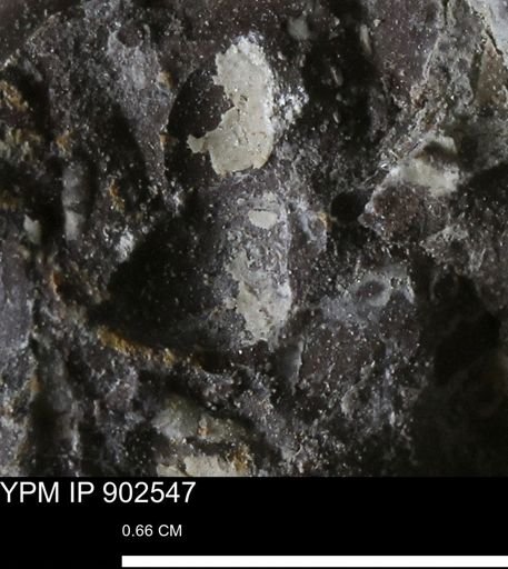 undet. Bivalvia