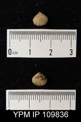 Camarotoechia decemplicata