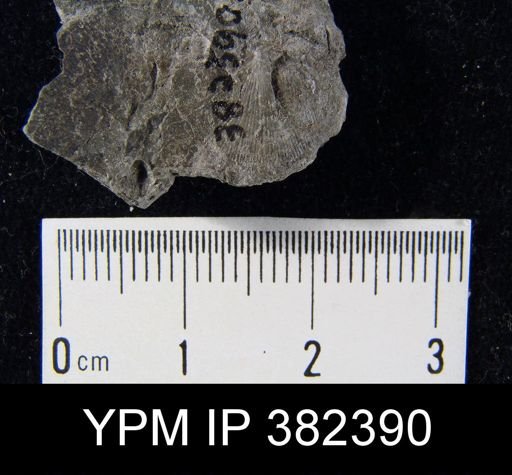 Chonetes granulifer