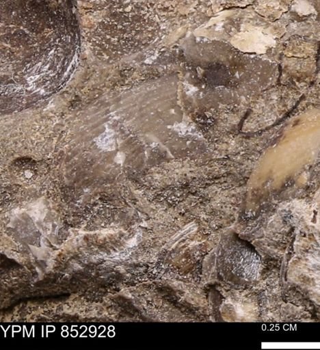 Limopsis striatopunctatus