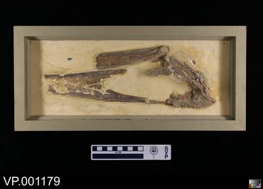 Pteranodon occidentalis