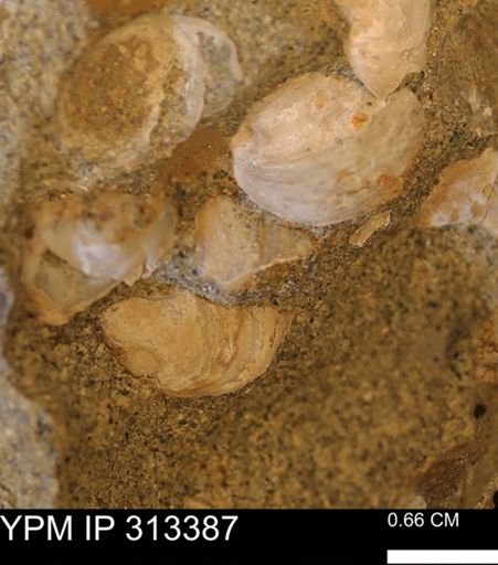 Corbicula sp.