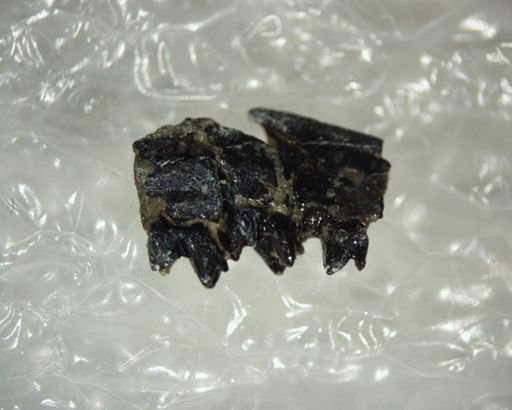 Diacocherus minutus