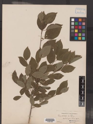 Ilex verticillata var. tenuifolia